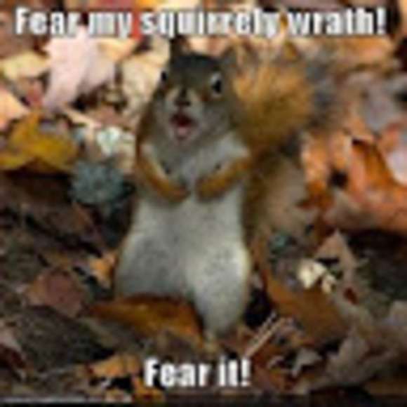 squirreltsunami